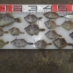 のとじま臨海公園海づりセンター 釣果