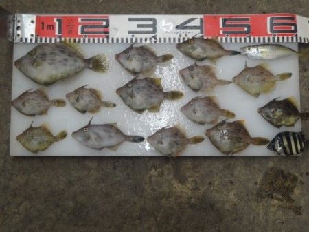 のとじま臨海公園海づりセンター 釣果