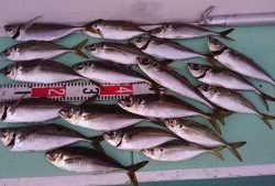 KONAYAーMARU(こなや丸) 釣果