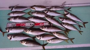 ＫＯＮＡＹＡｰＭＡＲＵ（こなや丸） 釣果