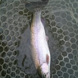 フィッシングエリア帝釈 釣果