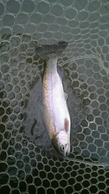 フィッシングエリア帝釈 釣果