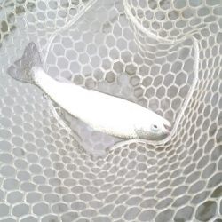 フィッシングエリア帝釈 釣果