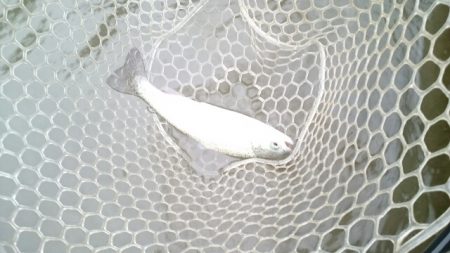 フィッシングエリア帝釈 釣果