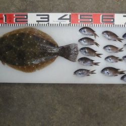 のとじま臨海公園海づりセンター 釣果