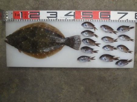 のとじま臨海公園海づりセンター 釣果