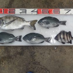 のとじま臨海公園海づりセンター 釣果