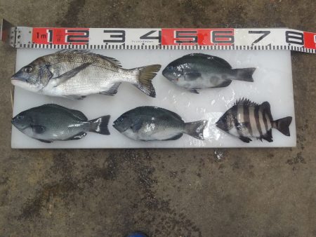 のとじま臨海公園海づりセンター 釣果