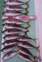 ＫＯＮＡＹＡｰＭＡＲＵ（こなや丸） 釣果