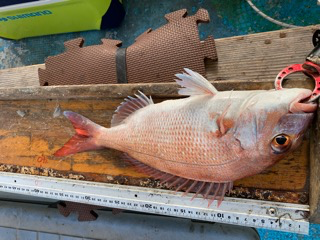 幸吉丸 釣果
