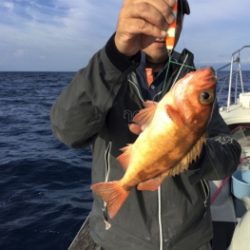 鯛紅丸 釣果