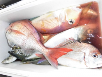 鯛紅丸 釣果