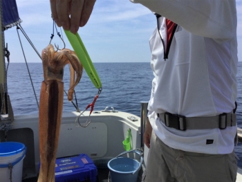 鯛紅丸 釣果