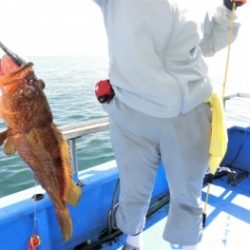 鯛紅丸 釣果