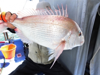 鯛紅丸 釣果
