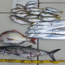 Hit Rush(ヒット ラッシュ) 釣果