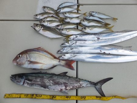 Hit Rush(ヒット ラッシュ） 釣果…