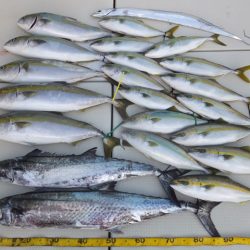 Hit Rush(ヒット ラッシュ) 釣果