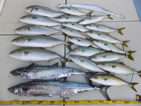 Hit Rush(ヒット ラッシュ) 釣果