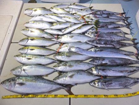 Hit Rush(ヒット ラッシュ） 釣果…