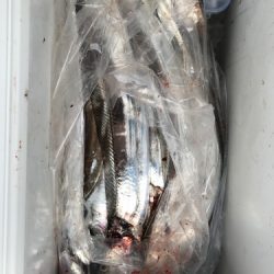 釣船 浦島太郎 釣果