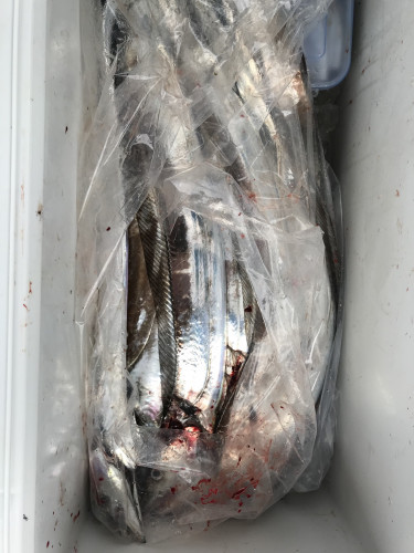 釣船 浦島太郎 釣果