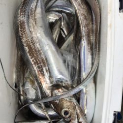 釣船 浦島太郎 釣果