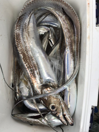 釣船 浦島太郎 釣果