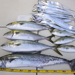 Hit Rush(ヒット ラッシュ) 釣果