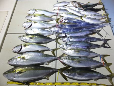 Hit Rush(ヒット ラッシュ） 釣果…