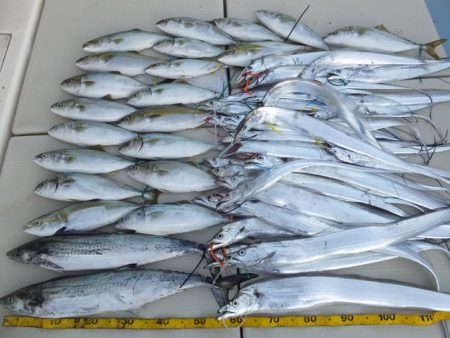 Hit Rush(ヒット ラッシュ） 釣果…