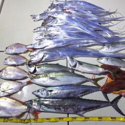 Hit Rush(ヒット ラッシュ) 釣果