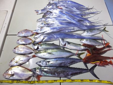 Hit Rush(ヒット ラッシュ) 釣果