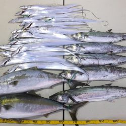 Hit Rush(ヒット ラッシュ) 釣果