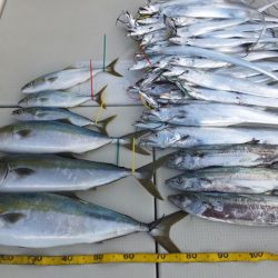 Hit Rush(ヒット ラッシュ) 釣果