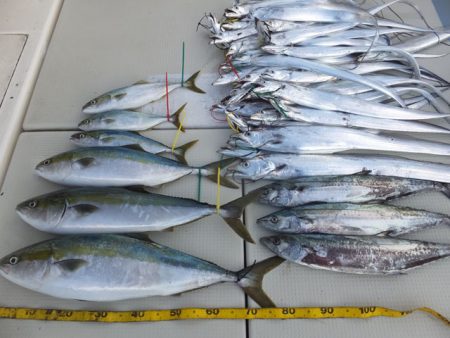 Hit Rush(ヒット ラッシュ) 釣果