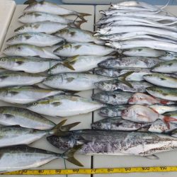 Hit Rush(ヒット ラッシュ） 釣果