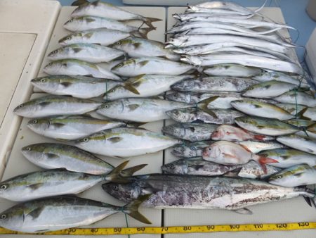 Hit Rush(ヒット ラッシュ） 釣果…