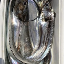 釣船 浦島太郎 釣果