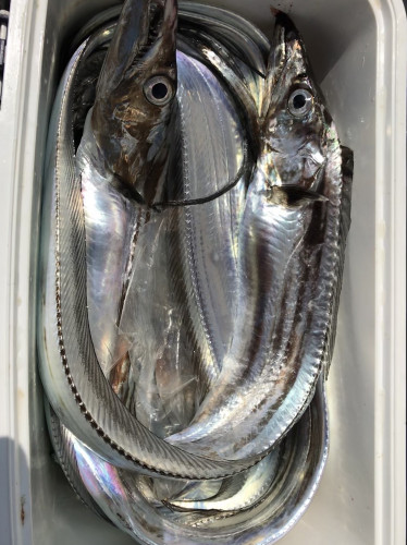 釣船 浦島太郎 釣果