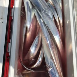 釣船 浦島太郎 釣果