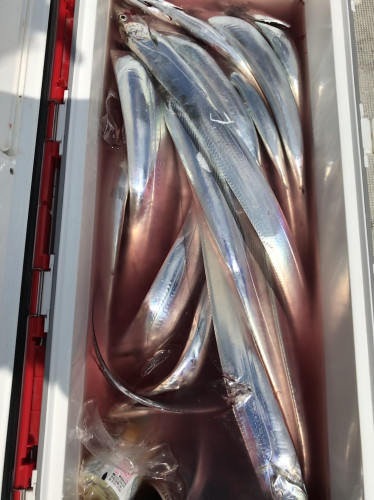 釣船 浦島太郎 釣果