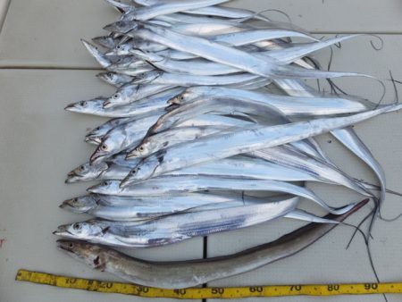 Hit Rush(ヒット ラッシュ） 釣果…