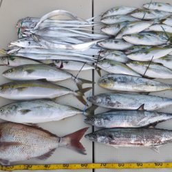 Hit Rush(ヒット ラッシュ） 釣果