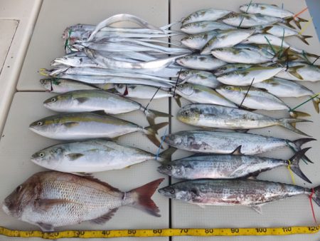 Hit Rush(ヒット ラッシュ） 釣果…