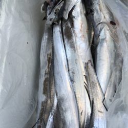 釣船 浦島太郎 釣果