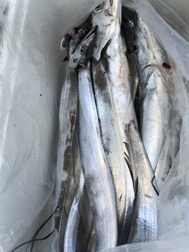 釣船 浦島太郎 釣果