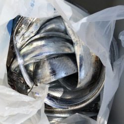 釣船 浦島太郎 釣果