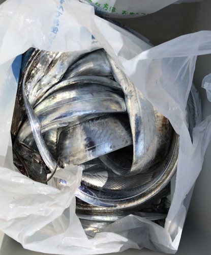 釣船 浦島太郎 釣果