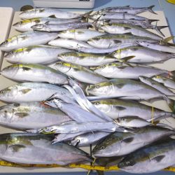 Hit Rush(ヒット ラッシュ) 釣果